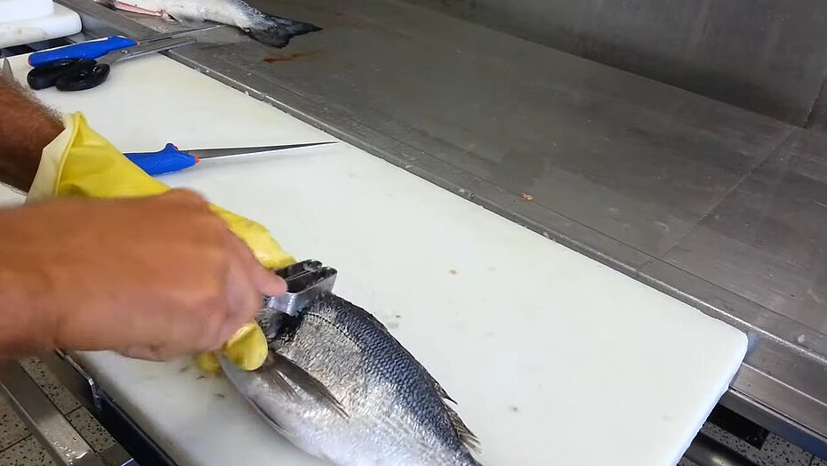 Die Dorade wird mit einem Fischentschupper vollständig entschuppt