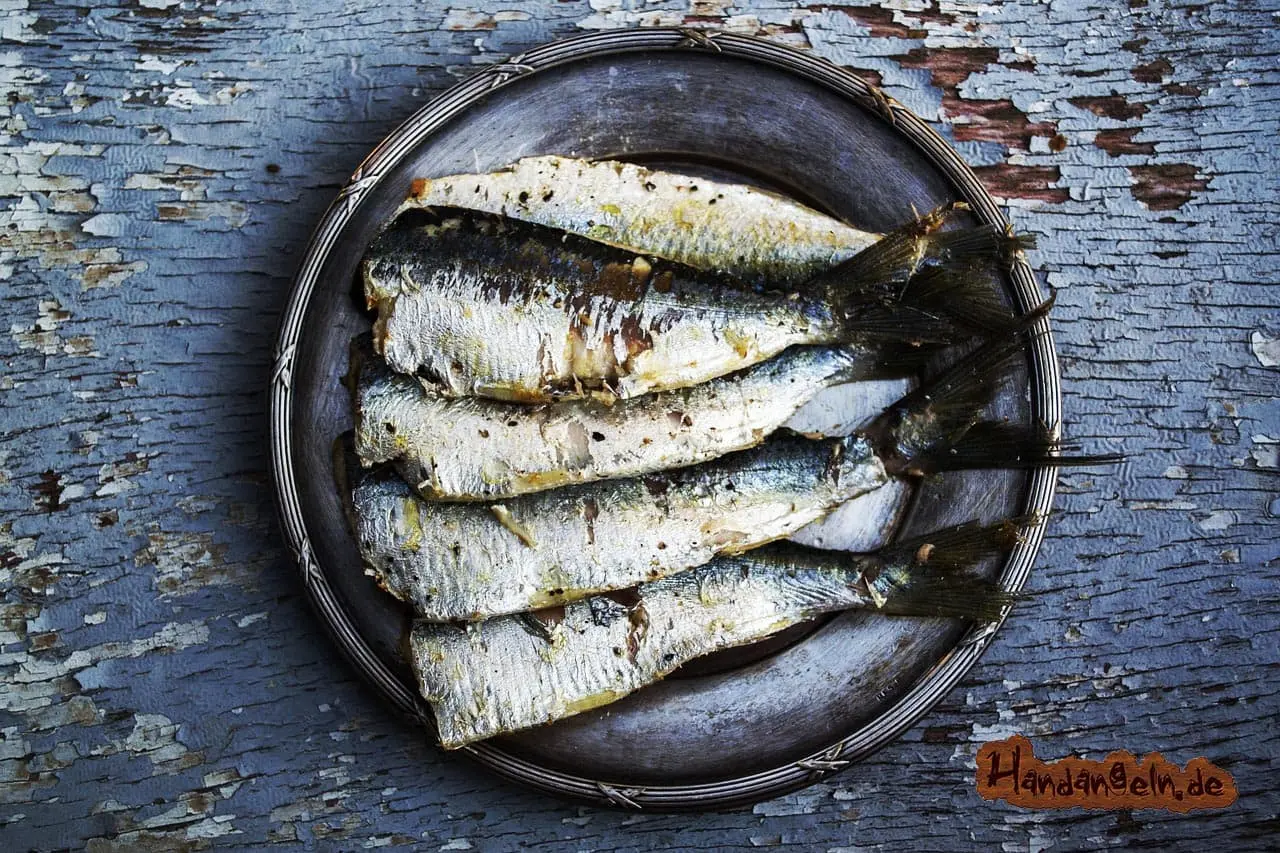 Sardinen als Köderfische zum Zanderangeln