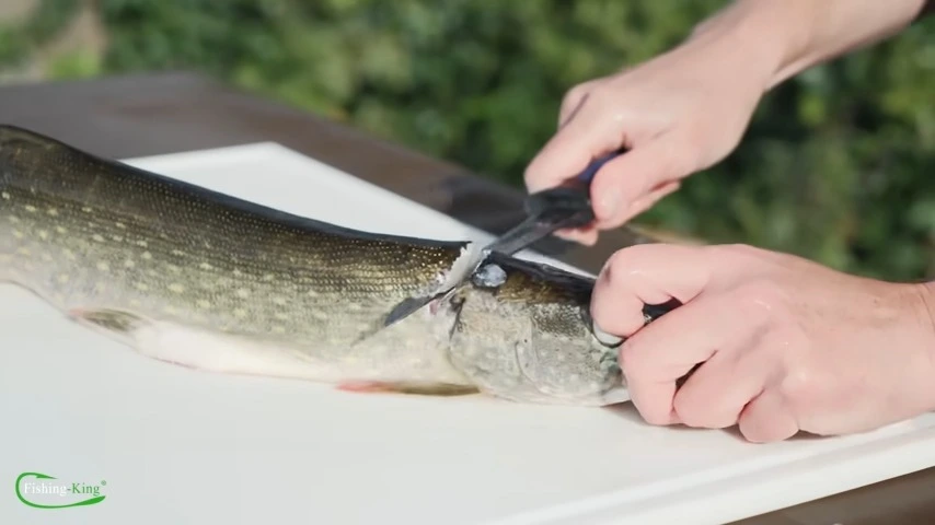 Rückenfilet beim Hecht wird mit demMesser abgetrennt