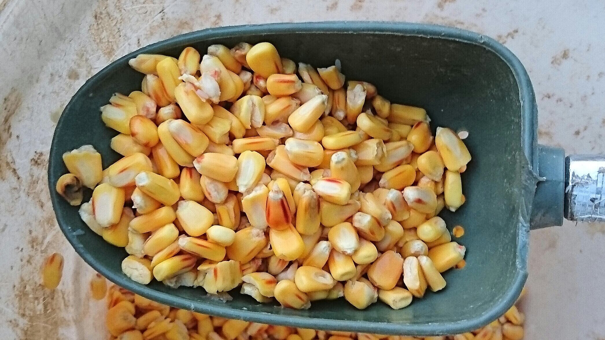 Mais in einer Schaufel, fertig zum Angeln auf Karpfen