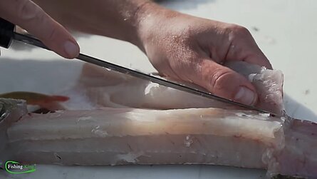 Bauchfilets vom Hecht werden mit einem flexiblen Filetier-Messer vollständig abgelöst